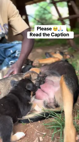 We are left with 488€ to reach our goal of spreading love and providing our shelter Doggies with Daily Food, Clean Water and medication, please consider joining us in this journey by contributing via our Donation Link in the bio to reach our Goal, May Lord Bless you All