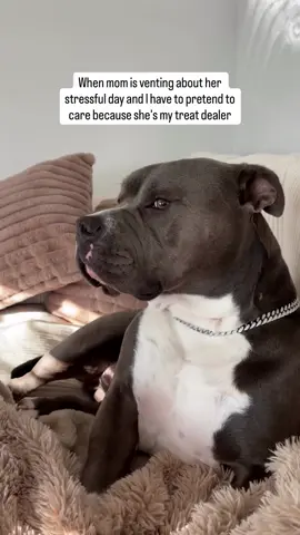 Even my emotional support dog tired of me venting to him lol #americanbully #bullybreeds #doglove #funnydog #dogparents #dogcontent #doglovers #funnydogs #dogowner #dogs #doghumor Dog life, dog humor, dogs, funny dogs, cute dogs