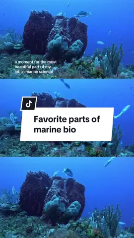 Reviewing old dive footage and can I just say that I’m obsessed with my career in marine biology 😊🌊 #marinebiologist #MarineBio #MarineBiology #marinebiologytok #MarineScience 