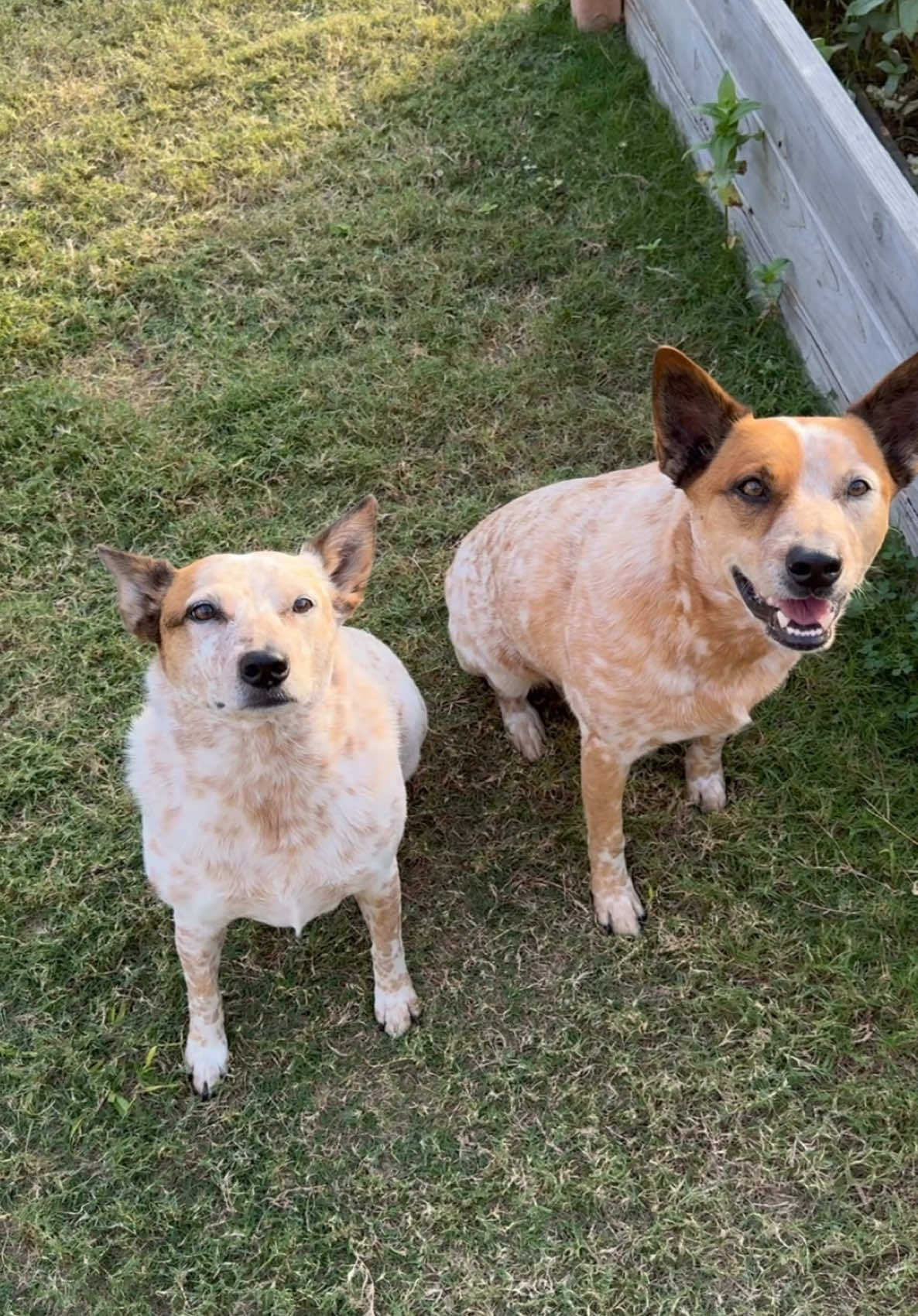 Some of the benefits of supplementing hip and joint vitamins for your dogs include potentially improving their joint flexibility, reducing stiffness, and supporting overall mobility—especially as they get older or if they’re a breed prone to hip issues. It’s kind of like giving them a little extra cushion of support! I recommend having a discussion with your vet when switching to new supplements or trying new things because every dog has different needs ❤️ #heeler #cattledog #dogsoftiktok #lovedogs #dogoftheday  