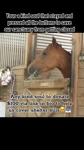 Any kind soul to donate $100 via link in bio to help us cover shelter bills🥹📥 #horsesanctuary #horserescue #sanctuarylife #shelter #rehome 