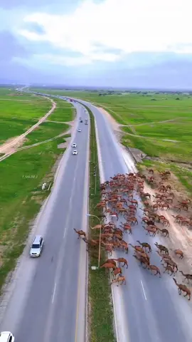 #اكسبلور #اكسبلورexplore #الشتاء #امطار #البل 