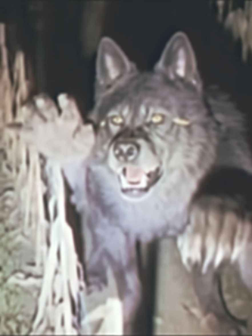 werewolf caught on tape #werewolf #caughtontape  #cryptid  #paranormales 