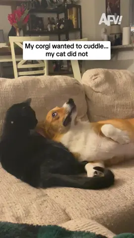 He knew it was a calculated risk 😹 #afv #funny