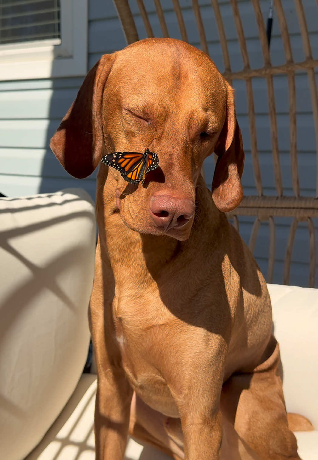 Milo questioning if this butterfly is safe 🦋 #dogsoftiktok #funnydogvideos #funnydogs #dogs #fyp 