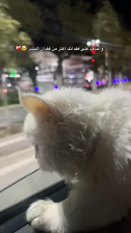 #fyyyyyyyyyyyyyyyyyyy #trend #قطط_كيوت #قط #قطتي #قطط_لطيفة 