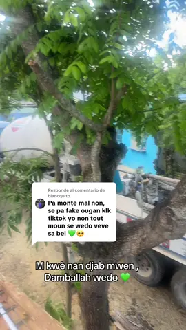 Respuesta a @blancquito #creatorsearchinsight 