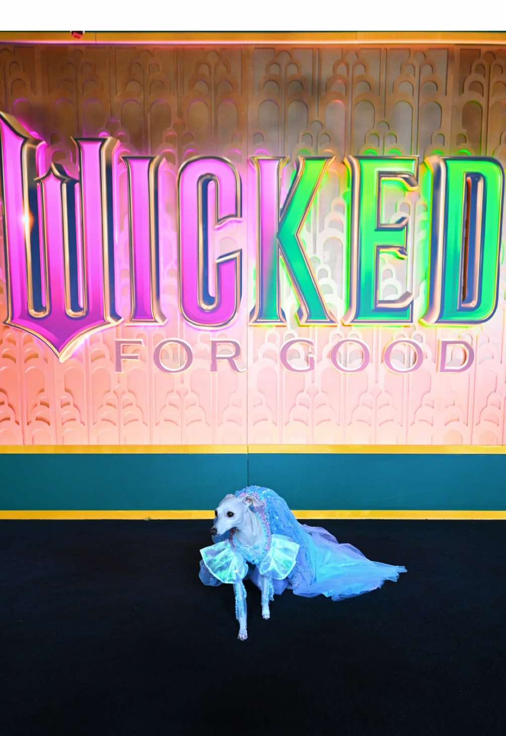 Look! It’s Glind(og)! 🫧 Kala may have been the tiniest Glinda at the premiere, but she made such a big impact. No bubble for her, but her speedy little legs did the job. @Wicked: For Good @arianagrande 