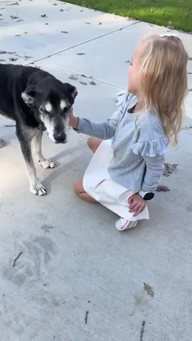 The reality of having young’s kids and the sweetness old man dog there ever was. They are very much aware our time with him is getting shorter as his DM progresses. 