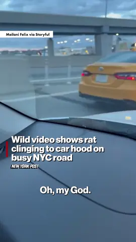A pair of friends driving through Queens got the shock of their lives when a rat crawled out of the car’s hood and onto the windshield as they headed toward LaGuardia Airport. 🐀