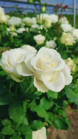 عبارة الي معتني في 💐#عاشقــةـالـــورد🌹 