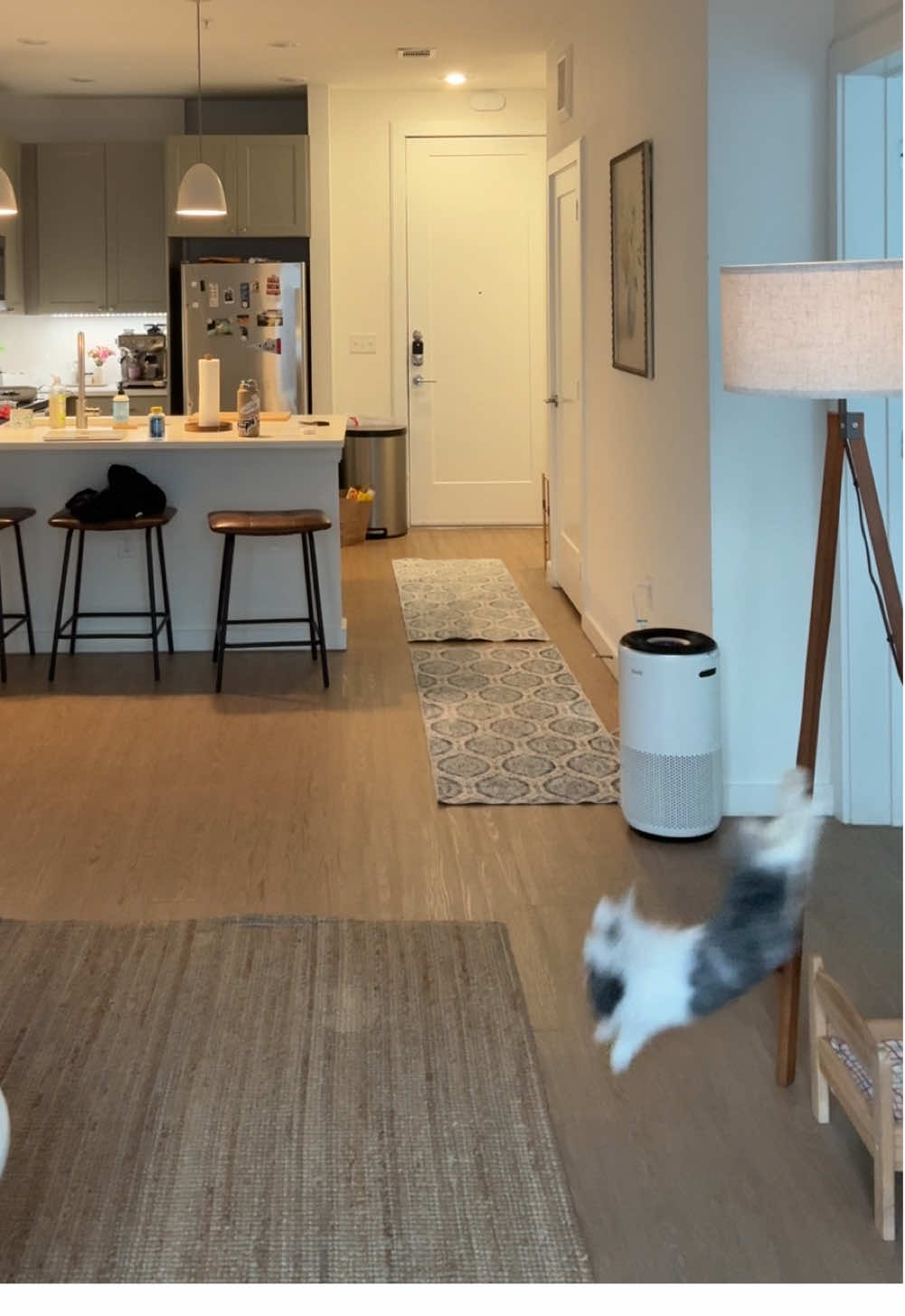 Kachow #bunny #PetsOfTikTok #fyp #petbunny #bun #bunnytok 