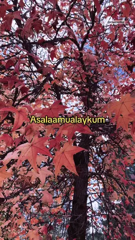 your reminder to say alhamdullilah 🫶🏽 #alhamdulillah #muslim #islamicreminder #hijab #autumn 