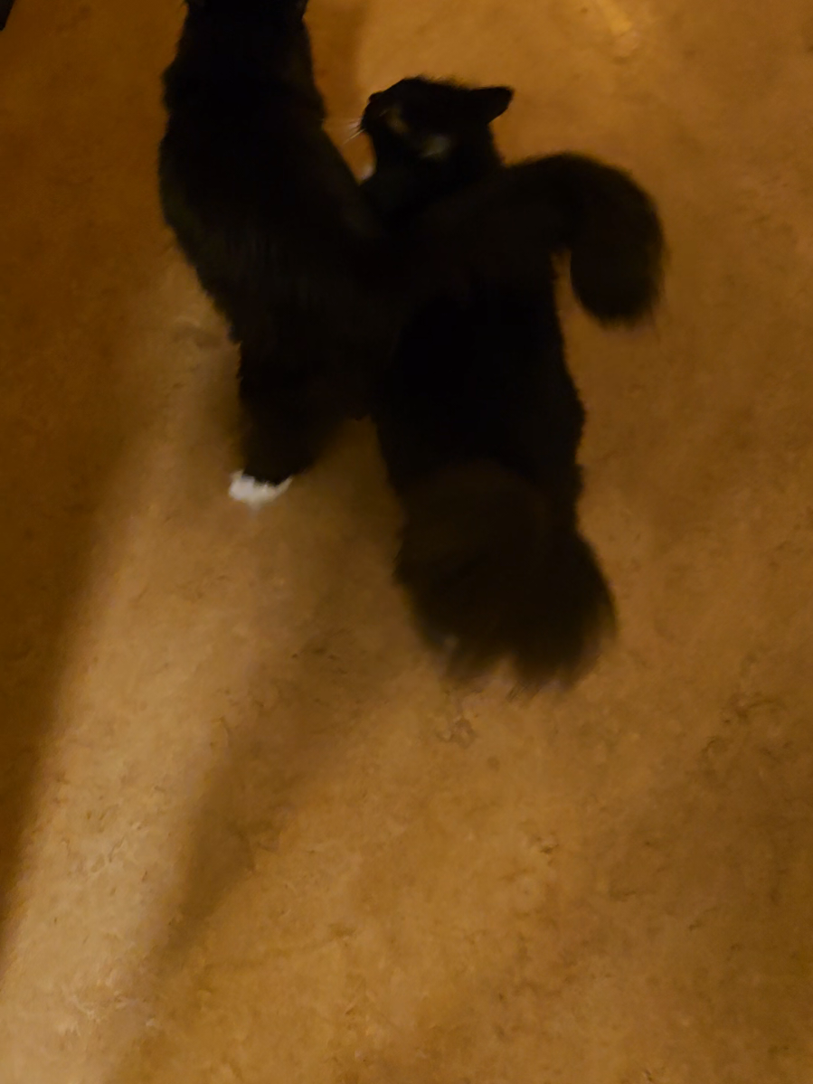 Just how cute are they together? They really are each others' courage! #rescuecat #bondedcats #twincats #tuxedocat #CatsOfTiktok 