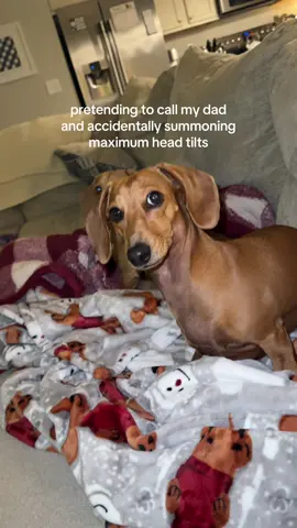 breaking necks with those tilts haha #dogsoftiktok #wienerdog #dachshund 