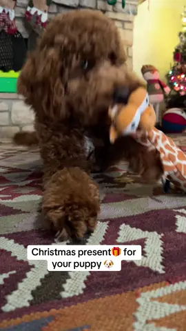 #•	#DogToys 	•	#PuppyToys 	•	#DogToyHaul 	•	#DogToyReview 	•	#DogToyTest 	•	#dogtoyaddict 