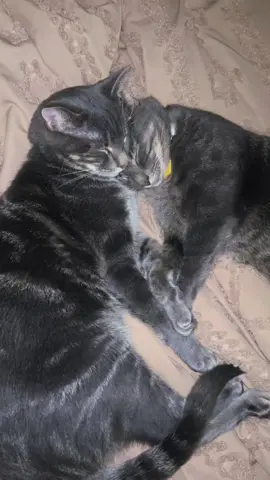 bruce & wayne 🩷  #fyp #catsoftiktok #cat #catlover 