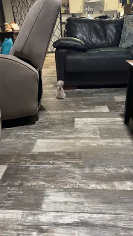 He got upset bc I let him down😭😂 #frenchies #fyp #puppytiktok 