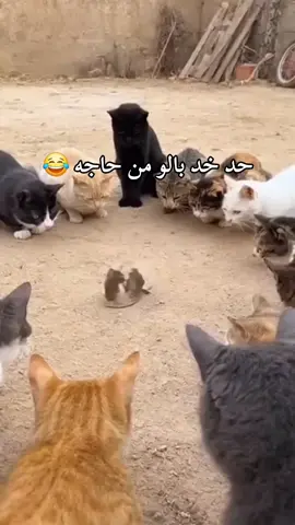 😅😅😅 #الشعب_الصيني_ماله_حل😂😂  #عمر_ميوزيك_ابن_المنصوريه 