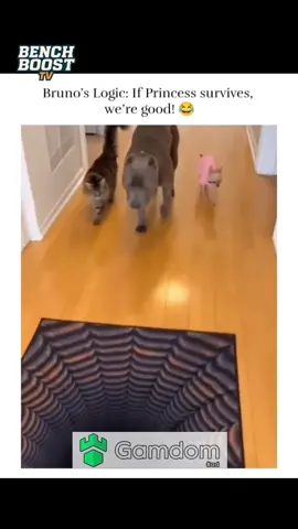 #fyp #viral #xyzbca #dog #cat 