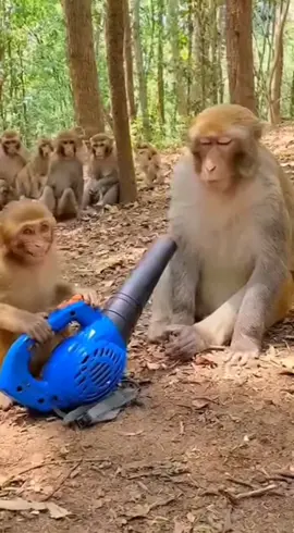 #FunnyMonkey #MonkeyPrank #funnyshorts #viralshort  #AnimalComedy 