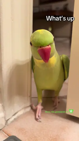 I can’t with him 😂 Nothing shocks me anymore at this point. Ricco has peeked under doors, snuck through curtains hides on chairs under tables, I’m not sure what to expect now lol. #fyp #birds #explore #reels #funny 