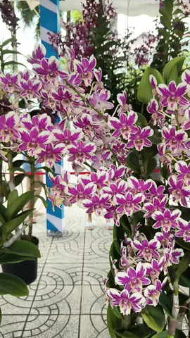 Bạch đế 64 tại hội thi Vĩnh Long  #hoalanlamhoai #hoalandep #hoalandendrochop #hoithihoalantinhvinhlong 