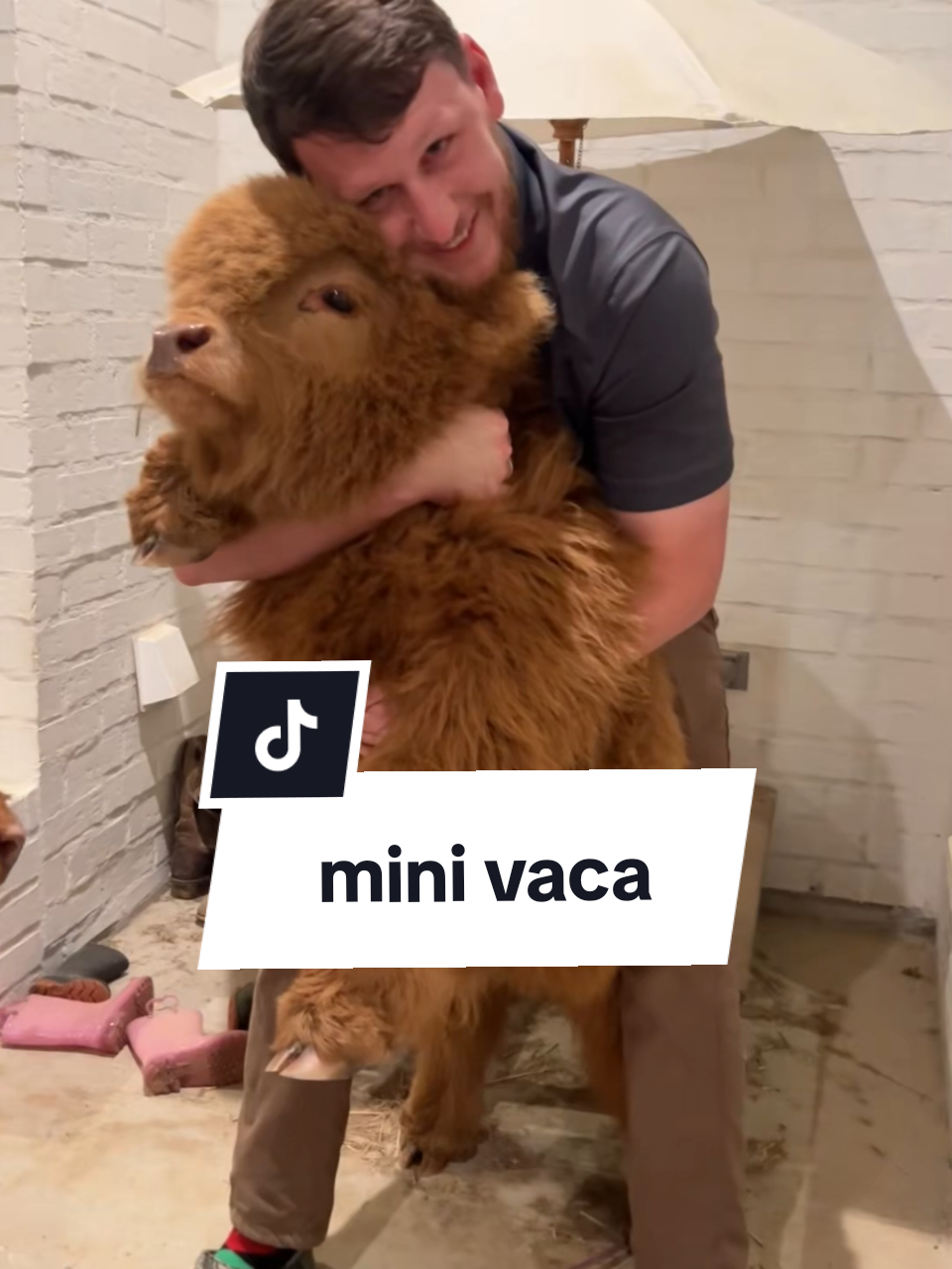 mini vaca como pet . . . . #minivaca #vaca #pets #animal #curiosidades 