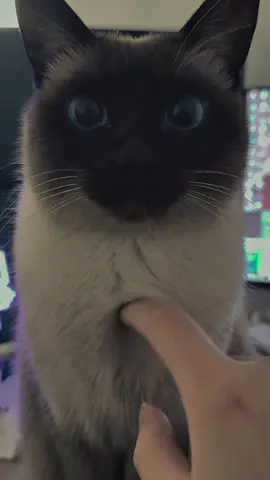 Kucing Siam (Siamese Cat) adalah ras kucing asal Thailand yang terkenal dengan tubuh ramping, mata biru cerah, dan pola warna “point” (gelap di wajah, telinga, kaki, dan ekor). Mereka sangat vokal, cerdas, aktif, dan suka dekat dengan manusia. Kucing ini memiliki bulu pendek, halus, serta kepribadian yang sosial dan manja. Umurnya bisa mencapai 12–20 tahun dengan perawatan yang baik. #CapCut #hewan #animal #fyp #kucingsiam 