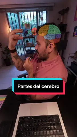 Las partes del cerebro #casicologo #psicologia #estudiante #uvm 