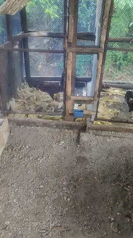 #creatorsearchinsight backyard time ni asiong