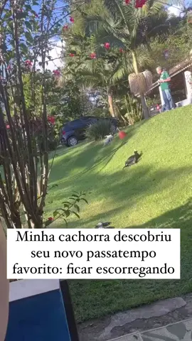 #animais #fy #animais #viraltiktok #vida @Fatopet🐯 