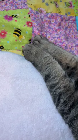 #blackbeatleschallenge 