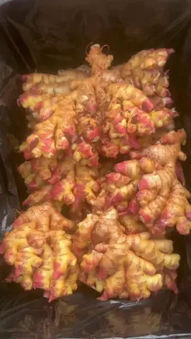 Nông dân trồng gừng 🫚 #nongnghiep #ginger #nongdan #conongdan 