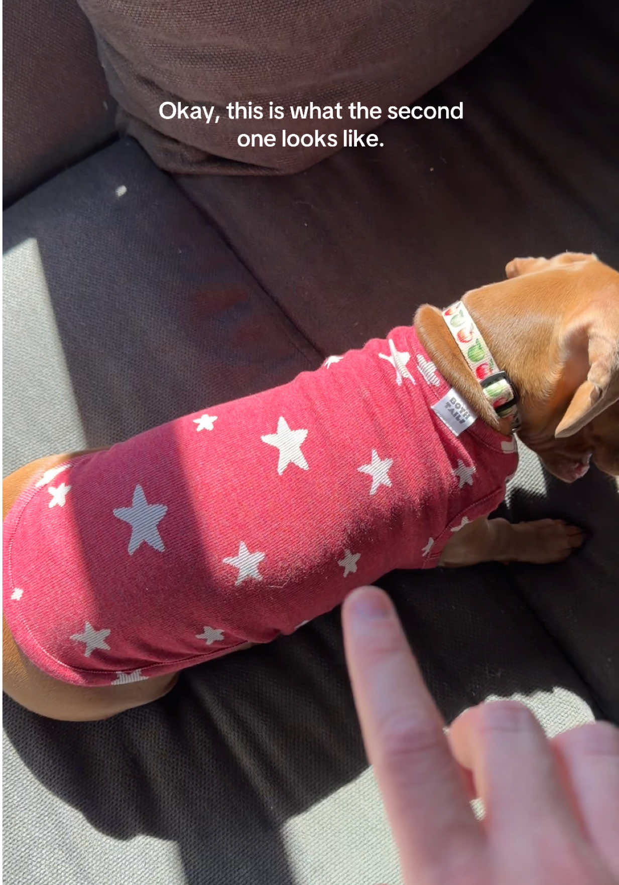 the material is breathable and stretchy and the patterns are adorable! Perfect for your little pup 🐶🐾 #bothtails #dogclothes #dogtrends #dogoutfit #fyp @Both Tails 