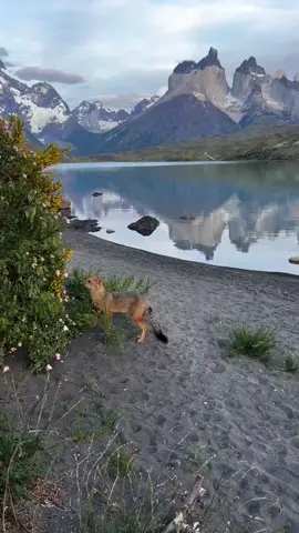 #الزمر #عمر_الدريويز 