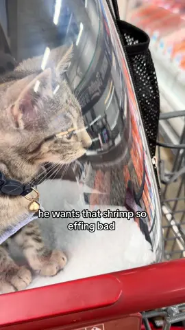 yes i did get him some. i will be cooking some tonight for him.  #catsoftiktok #heb #tabbycatsoftiktok #heb #kittensoftiktok 