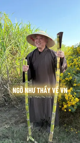 Ngỡ như Thầy Pháp Hoà về Việt Nam #thayphaphoa #thichphaphoa #suutamphapthoai #tuehung 