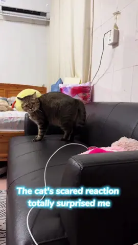 The cat’s scared reaction totally surprised me.#cat #kitten #funnycat #scared #funnypet 