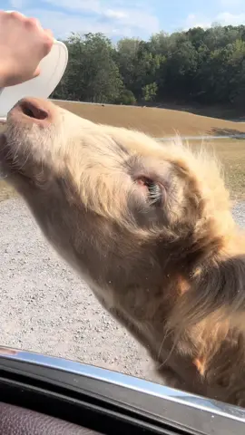 Virginia Safari  ❤️ #virginiasafaripark #safari #feedtheanimals #drivethru 