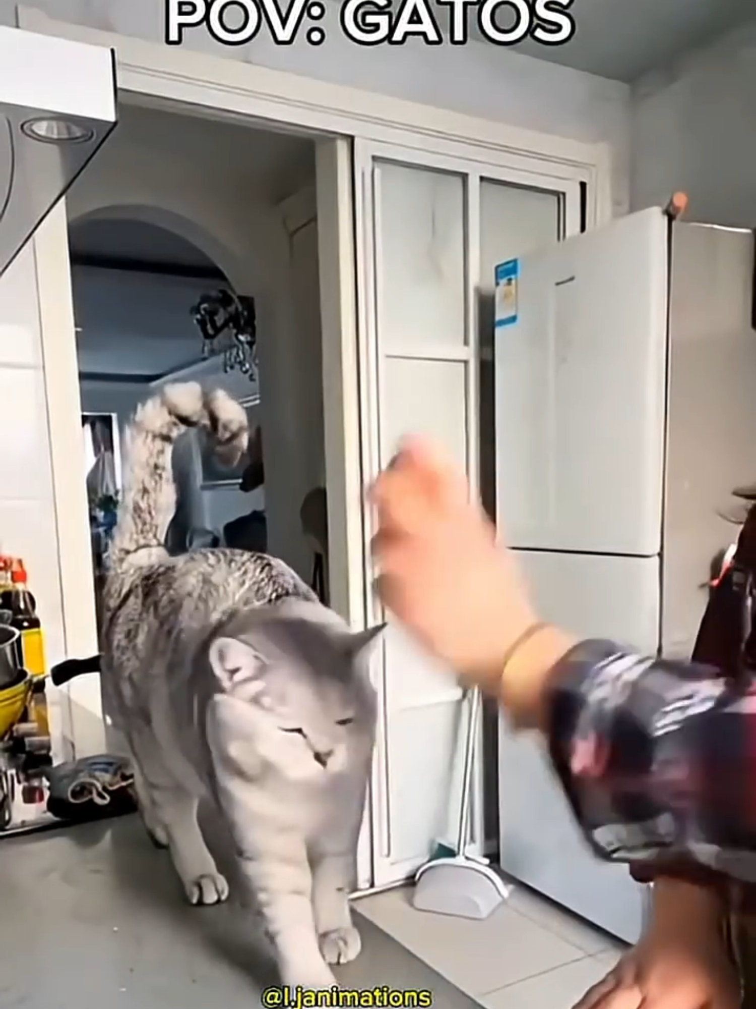 gatos) Siga para mais videos de gatinhos! #miau#gato #funnycat #funny #funnyvideos #cat #miau #gatosengraçados