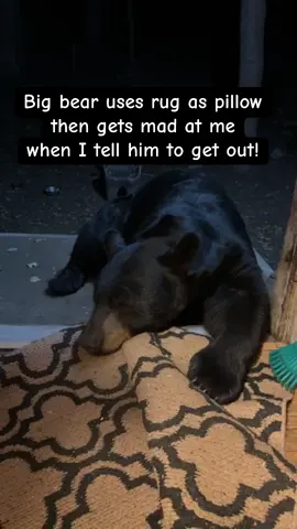 A big bear takes my rug and uses it as a pillow. After he rests up and starts fussing around, I tell him to get out. He listened both times, but not without letting me know he was mad! #bear #wildlife #fyp #animal #nature 