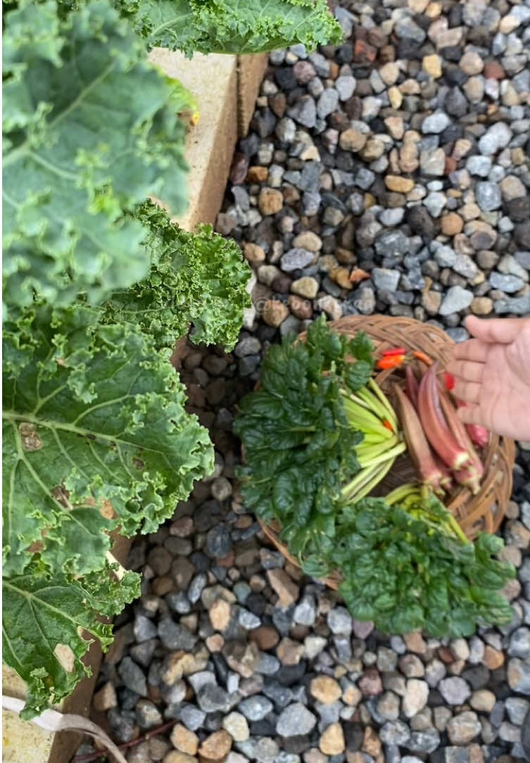 hal kecil yang bikin bahagia apalagi kalau bukan berkebun🥺🌱 #gardening #harvesttime 