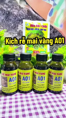 Kích rễ mai vàng A01 dùng để ghép, giâm cành, phục hồi cây yếu. Mua Combo 4 hủ tặng kèm 1 gói Vua Bật Chồi #kichre #kichremaivanga01 #taphoanhagau4 #xuhuongtiktok 