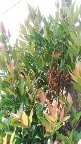 minyak rambut Gatsby water glos hipersolid#minyakrambutgatsby#minyakrambutcowo#racuntiktok#gatsbywatergloshipersolit#gatsby