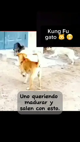 balla señores ya hay kung fu gato ya no es panda es gato #comediahumor #viraltiktok #🤣🤣🤣 