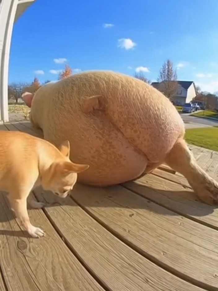 Pig really blasted the dog on RING CAMERA #fyp #fypシ #funnyanimals #pig #dog #fart #ringdoorbell #caughtoncamera #funnyvideo #viral #comedy