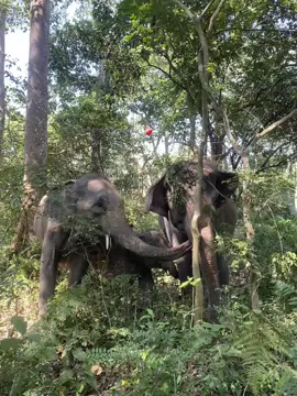 #🖤 #fpy_tiktok_viral #fpyfpyfpyfpyfpydpyfpyfpyfyp 