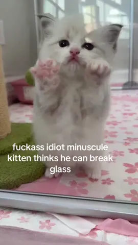 why it wiggle like that #spirituality #kitty 