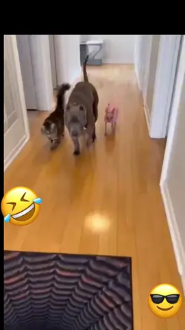 #LIVEIncentiveProgram 